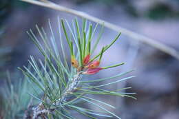 Image of Pinyonia edulicola Gagne 1970