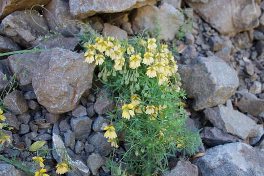 Image of Tropaeolum kingii Phil.