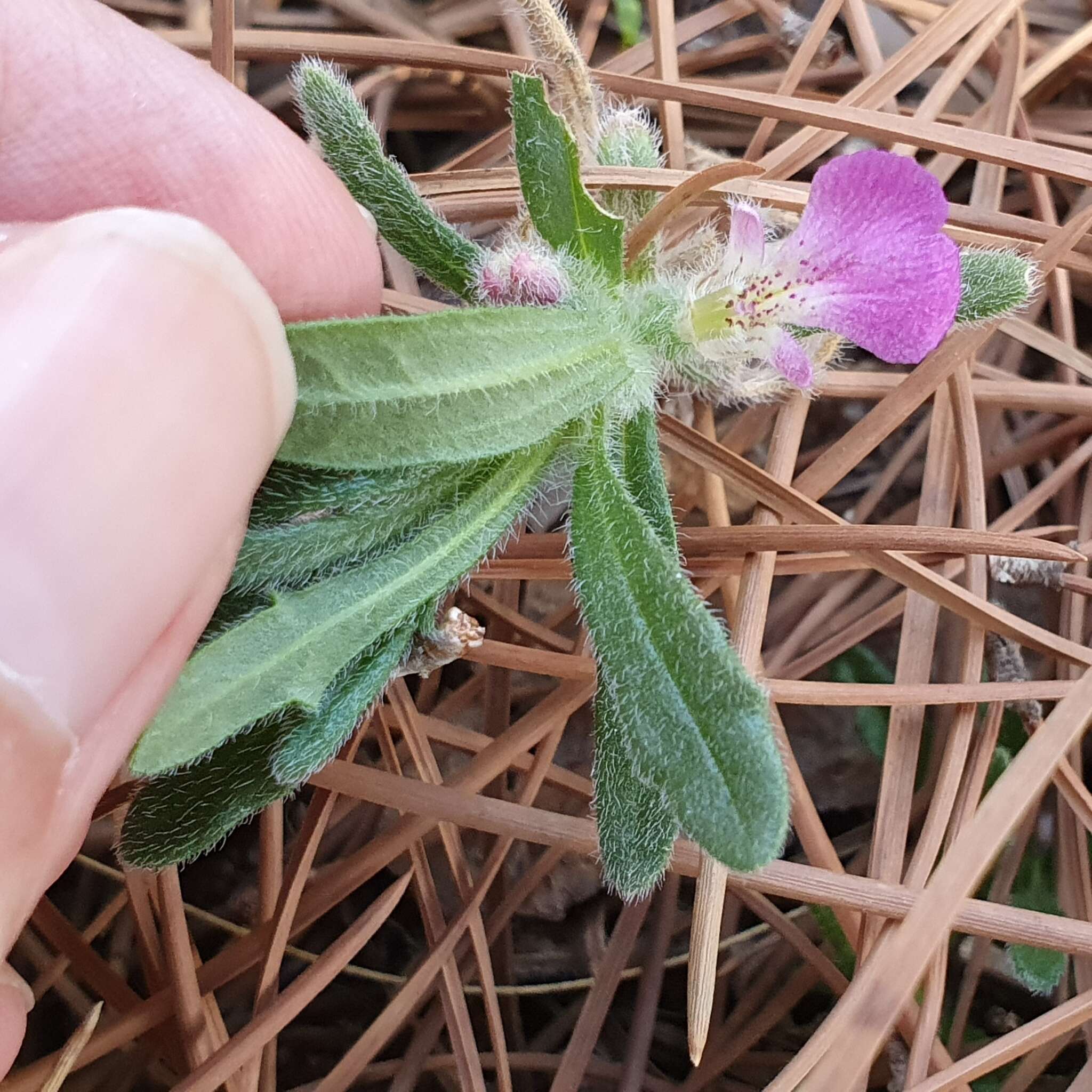 Image de Ajuga iva var. iva