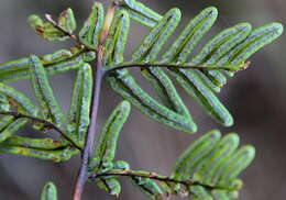 Image de Oeosporangium pulchellum (Bory ex Willd.) Fraser-Jenk. & Pariyar