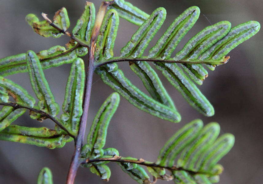 Image de Oeosporangium pulchellum (Bory ex Willd.) Fraser-Jenk. & Pariyar