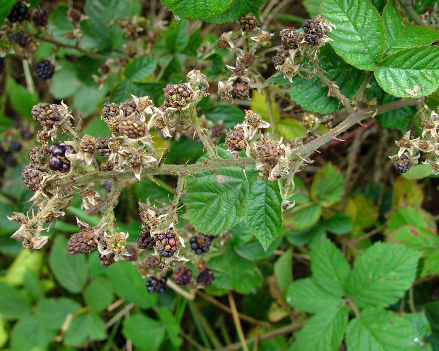 Image of <i>Rubus obesifolius</i>