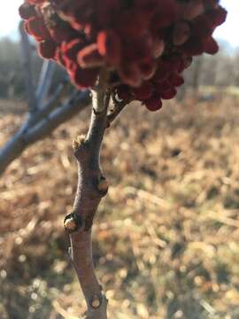 Image of rocky mountain sumac