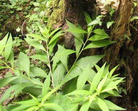 Carpesium abrotanoides L. resmi