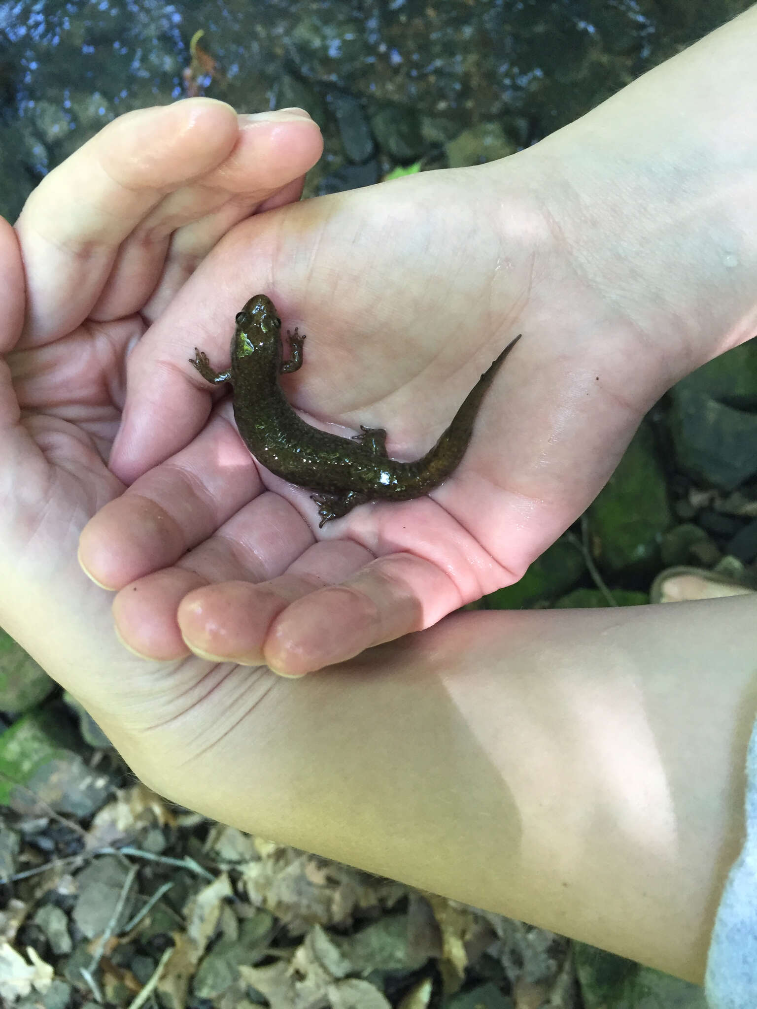 Image of Black mountain salamander