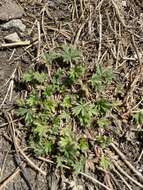 Image of Potentilla angarensis Popov