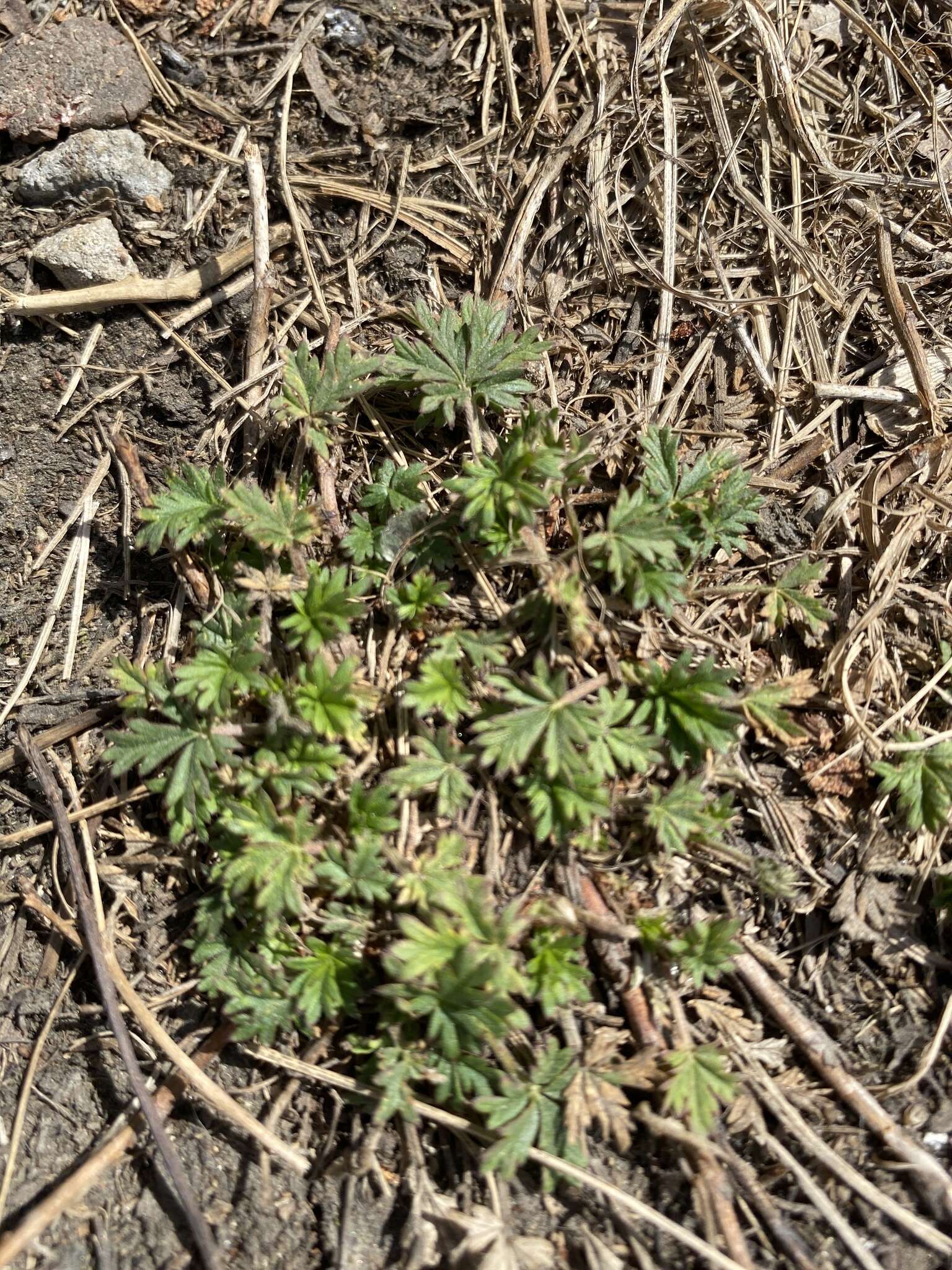 Image de Potentilla angarensis Popov