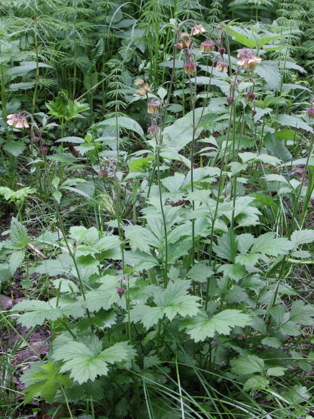 Image of Geum meinshausenii Gams.