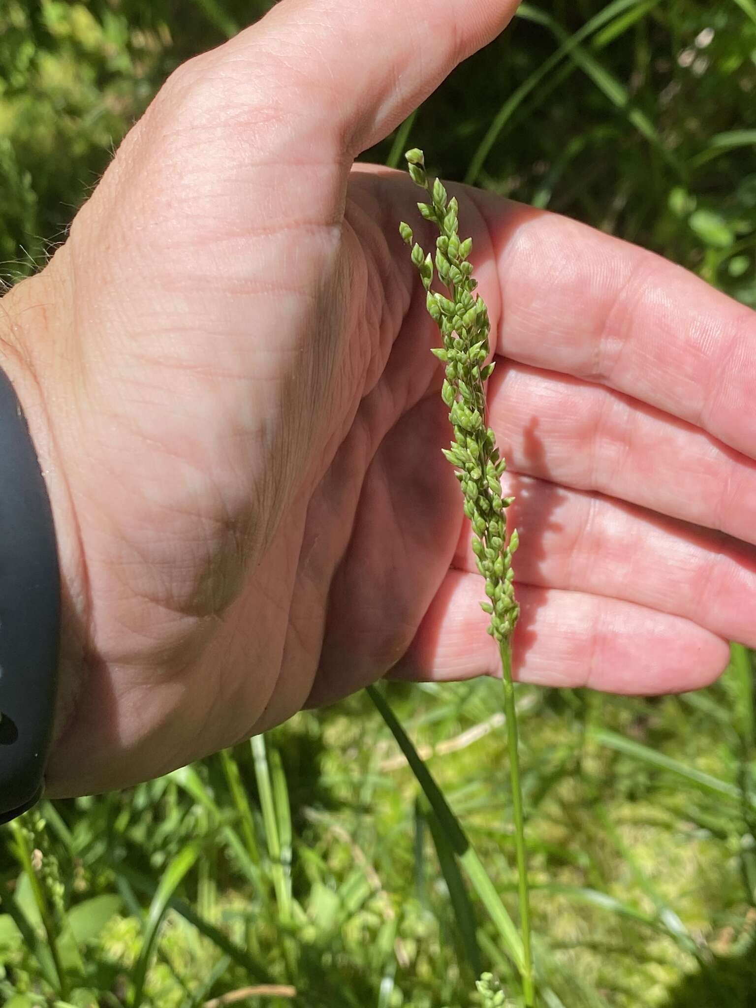 Image of Atlantic Manna Grass