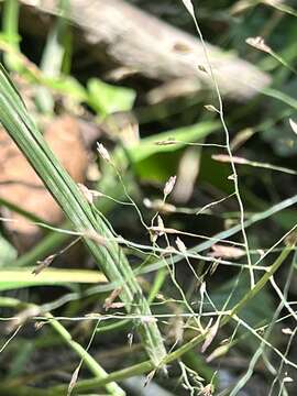 Image of Eragrostis ferruginea (Thunb.) P. Beauv.