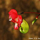 Impatiens coelotropis C. E. C. Fischer resmi