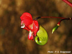 Impatiens coelotropis C. E. C. Fischer resmi