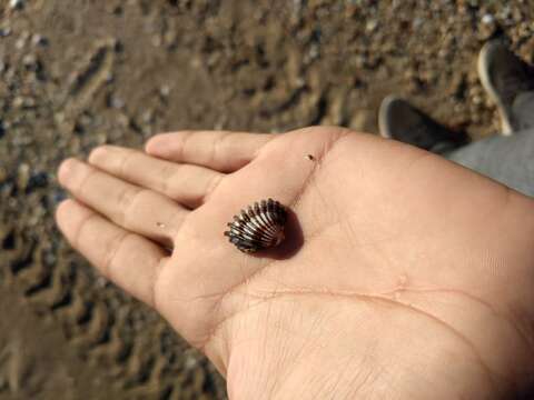 Cardites laticostatus (G. B. Sowerby I 1833) resmi