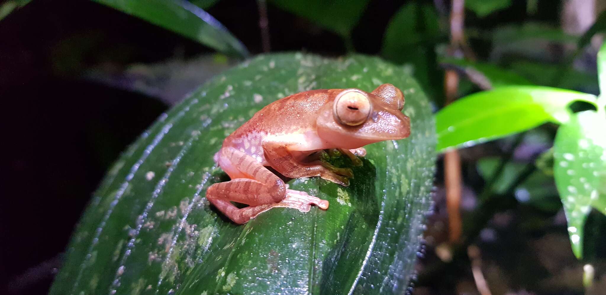 Rhacophorus pardalis Günther 1858 resmi