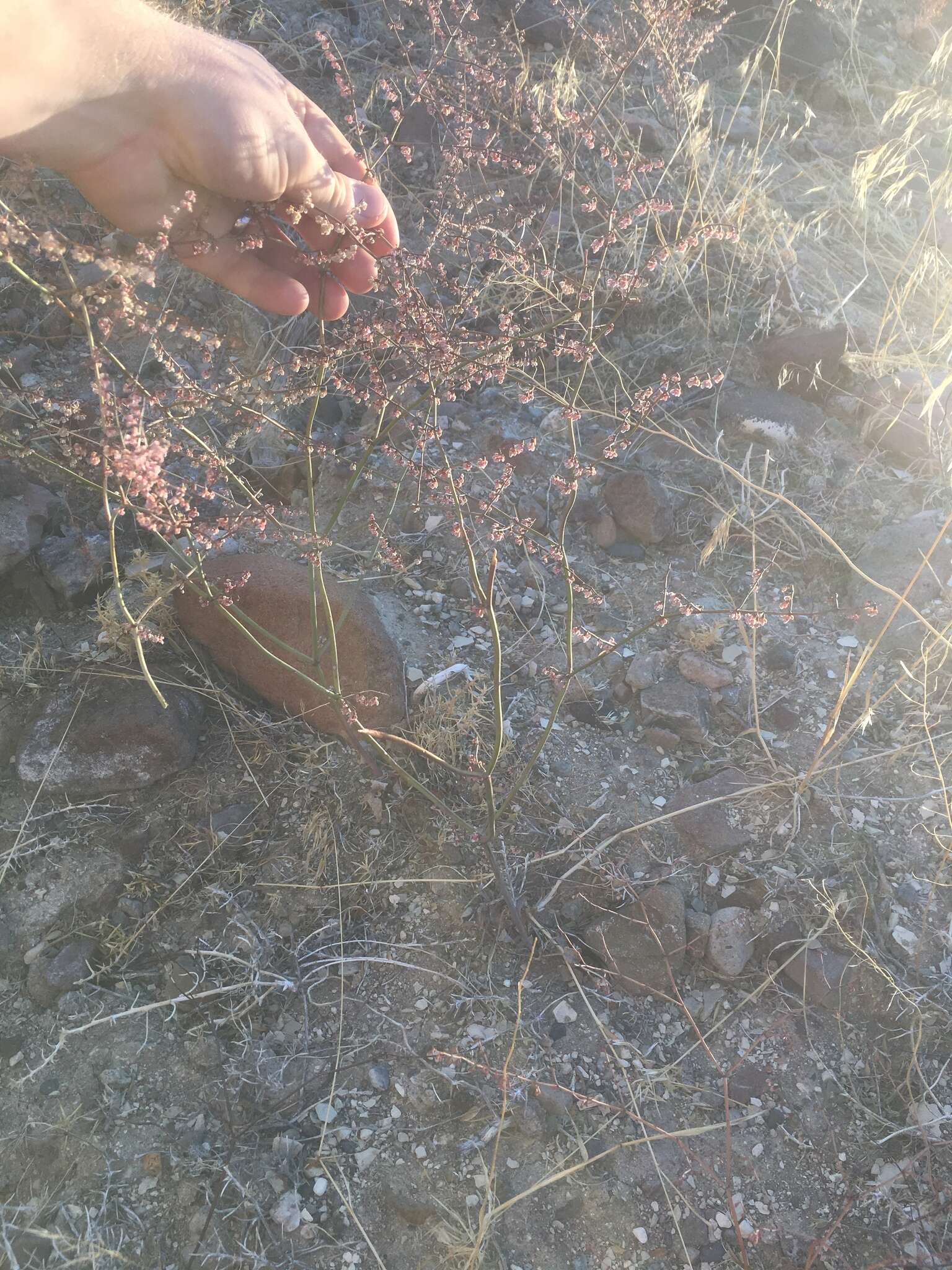 Eriogonum deflexum var. nevadense Reveal resmi