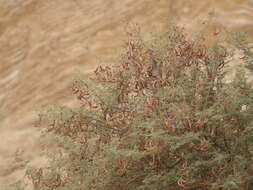 Plancia ëd Acacia pachyceras