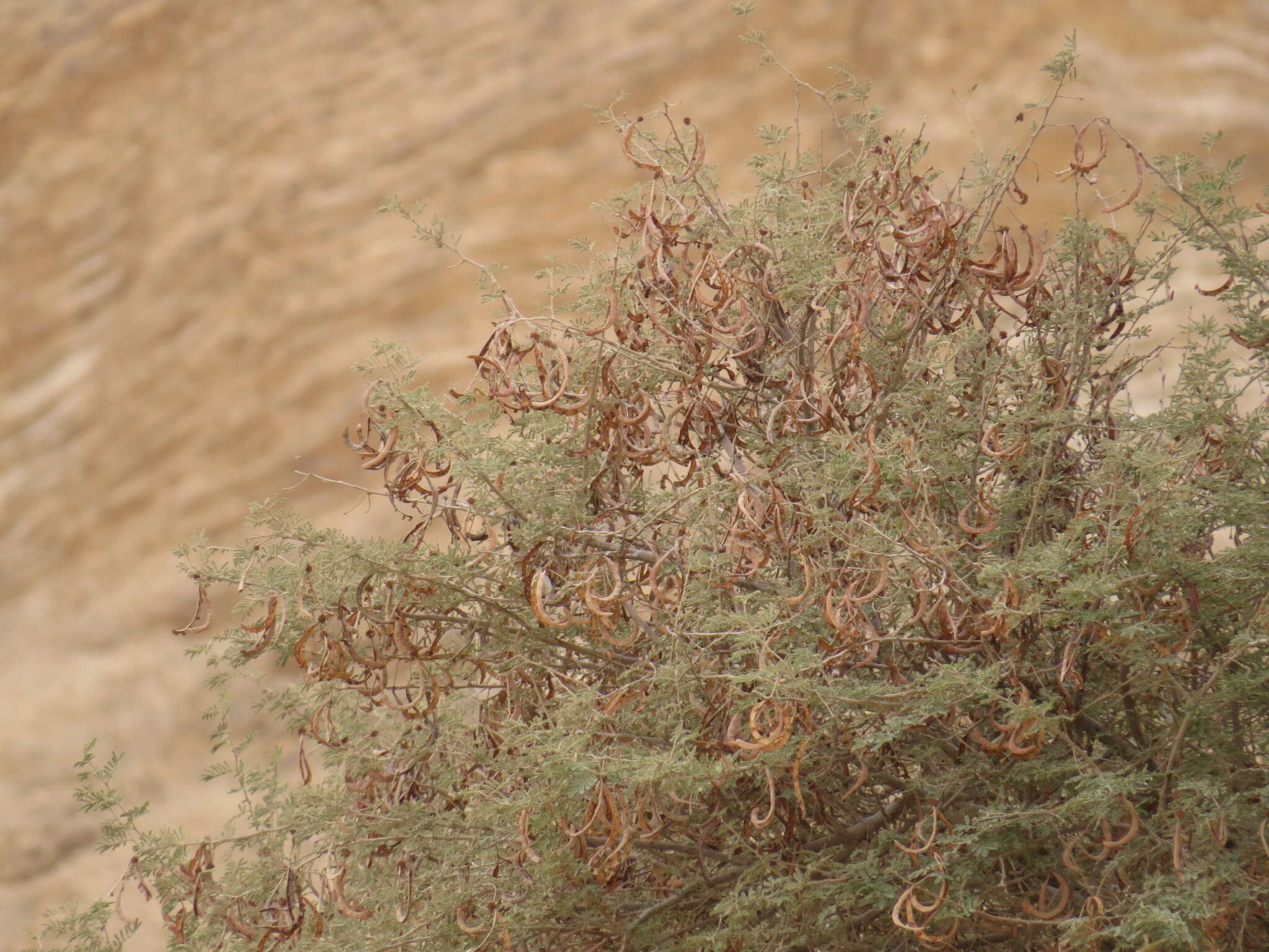 Plancia ëd Acacia pachyceras