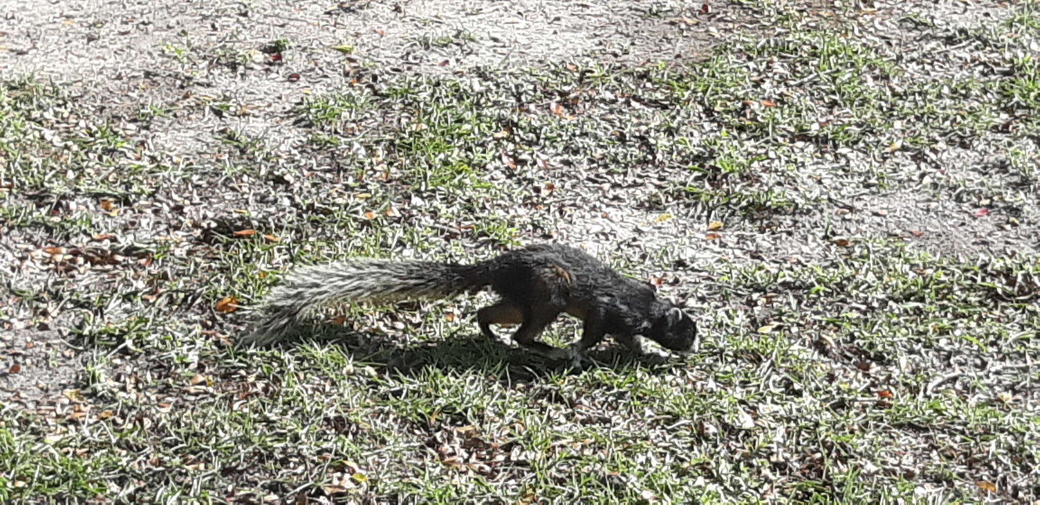 صورة Sciurus niger avicennia A. H. Howell 1919