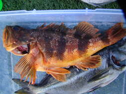 Image of Red gurnard perch