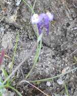 Image of Linaria amethystea (Vent.) Hoffmgg. & Link