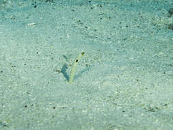 Image of Black spotted garden eel