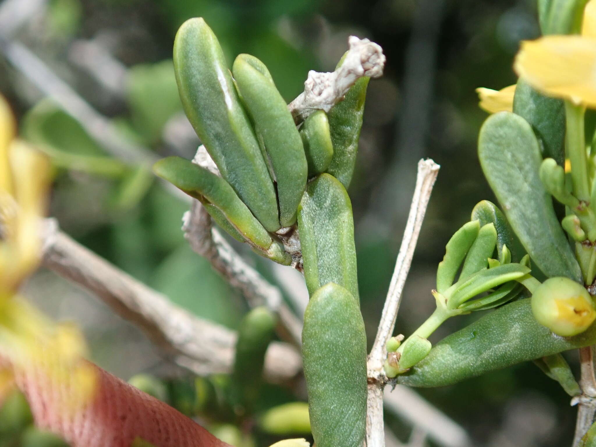 Image of Roepera flexuosa (Eckl. & Zeyh.) Beier & Thulin