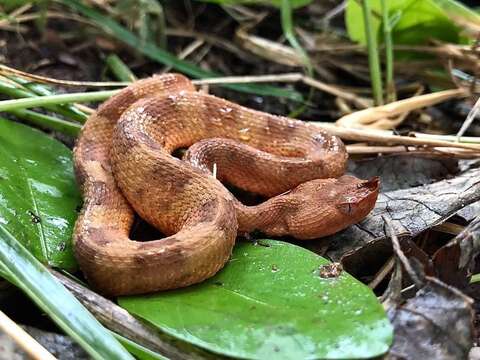 Image of Lansberg's hog nose viper