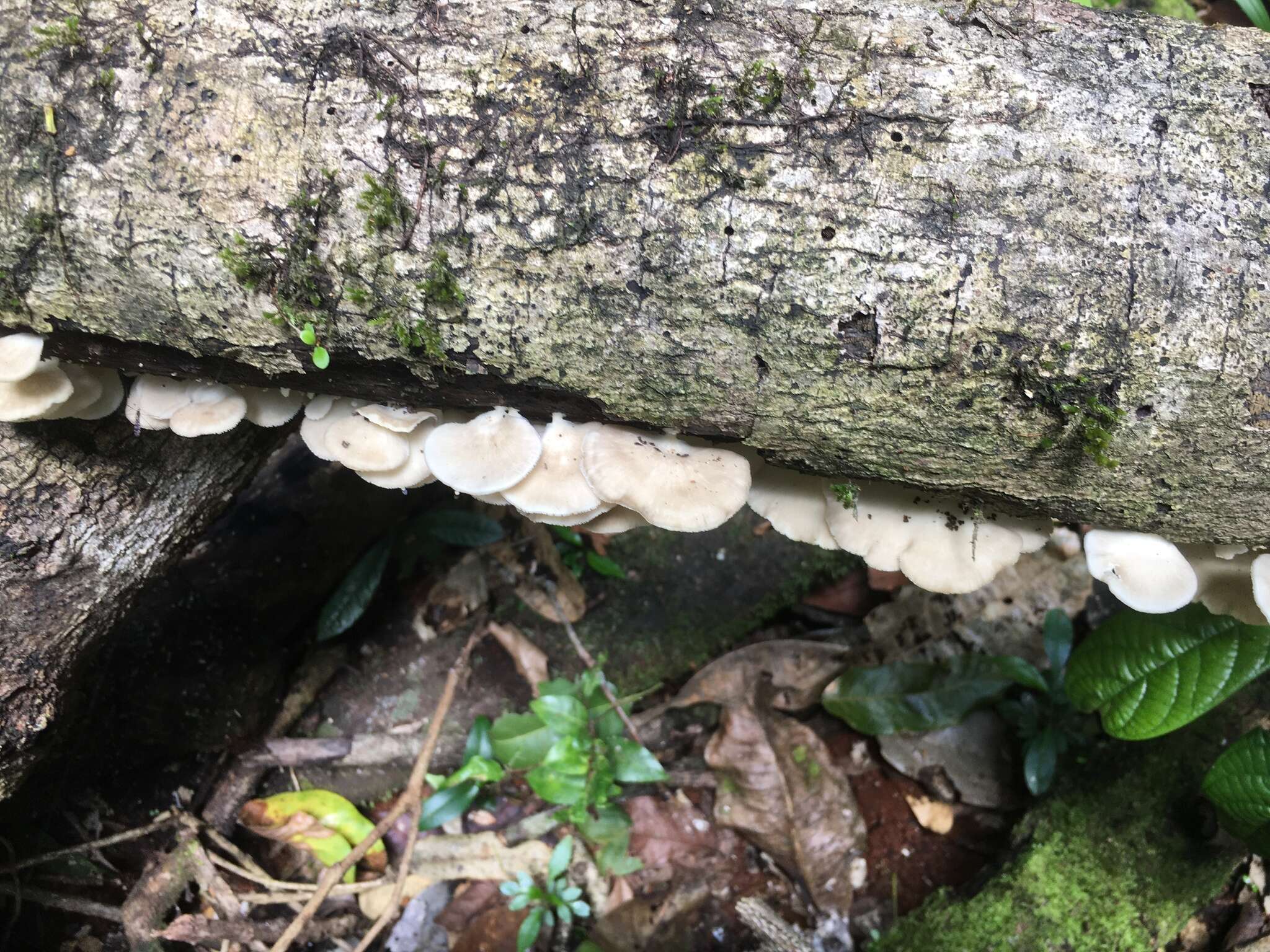 Image de Royoporus spatulatus (Jungh.) A. B. De 1996