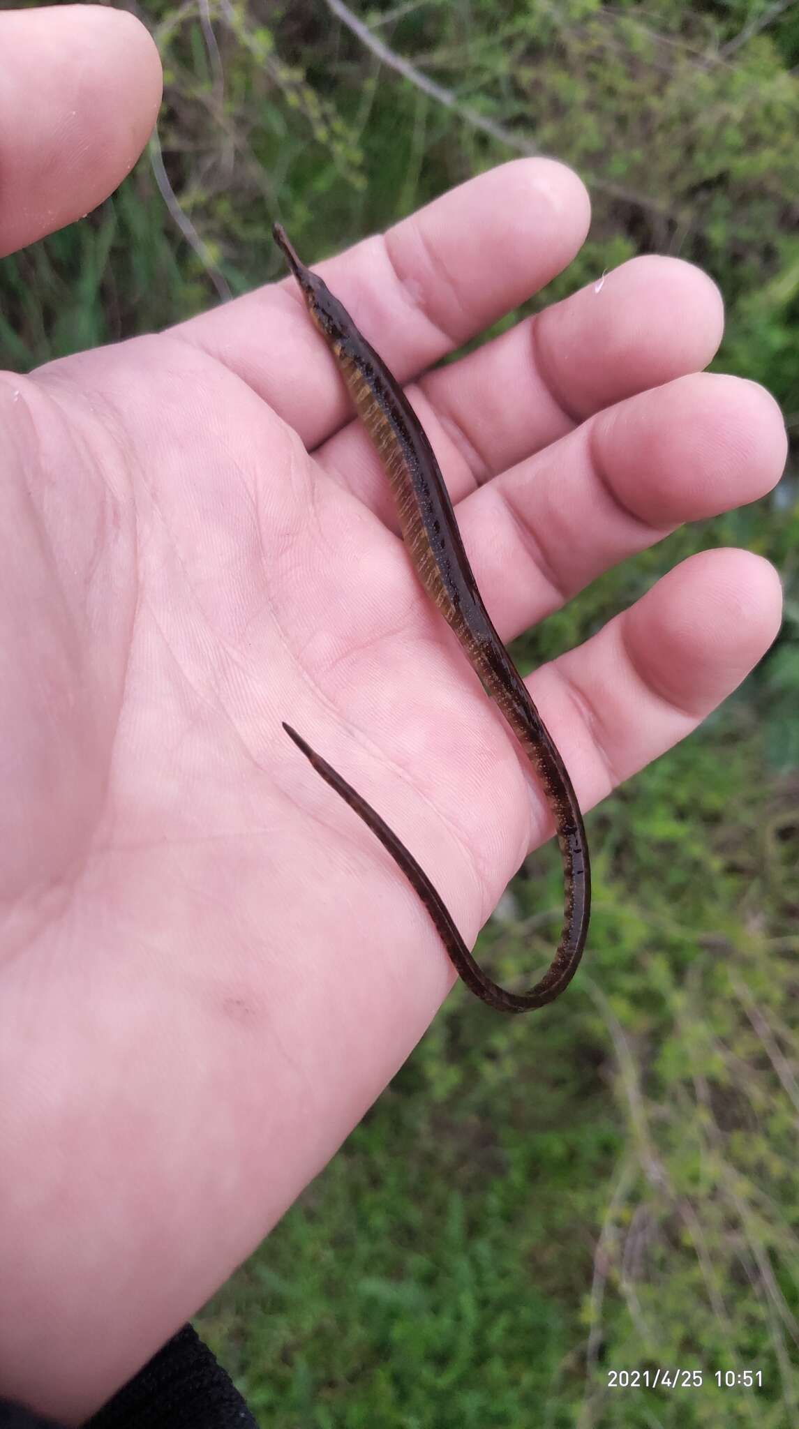 Image of Black-striped Pipefish