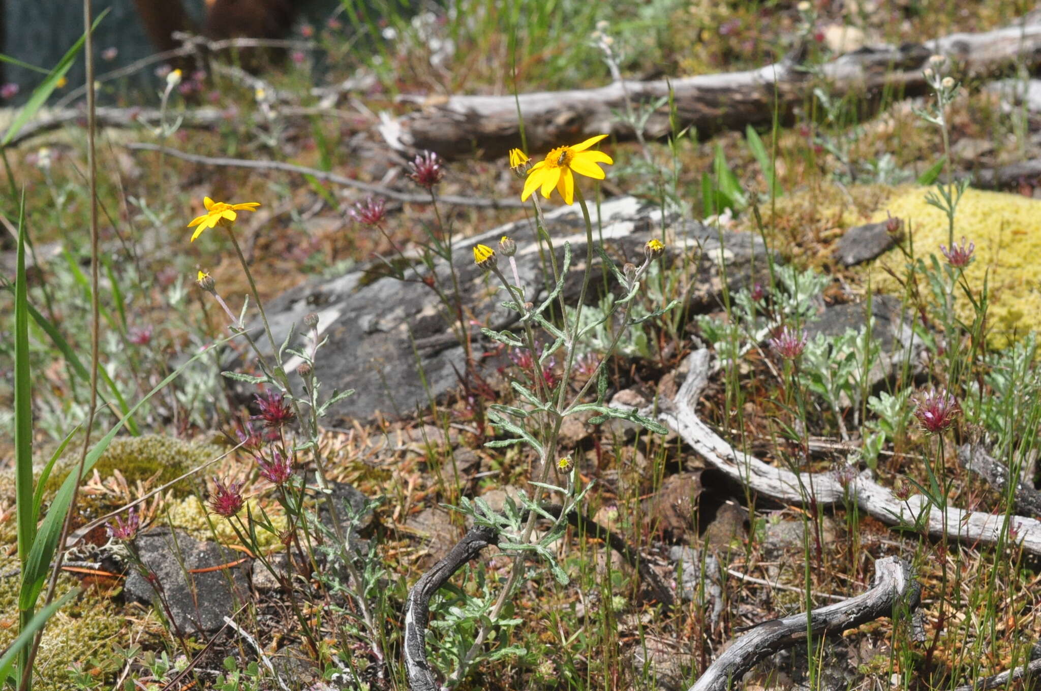 Image of Common Woolly Sunflower