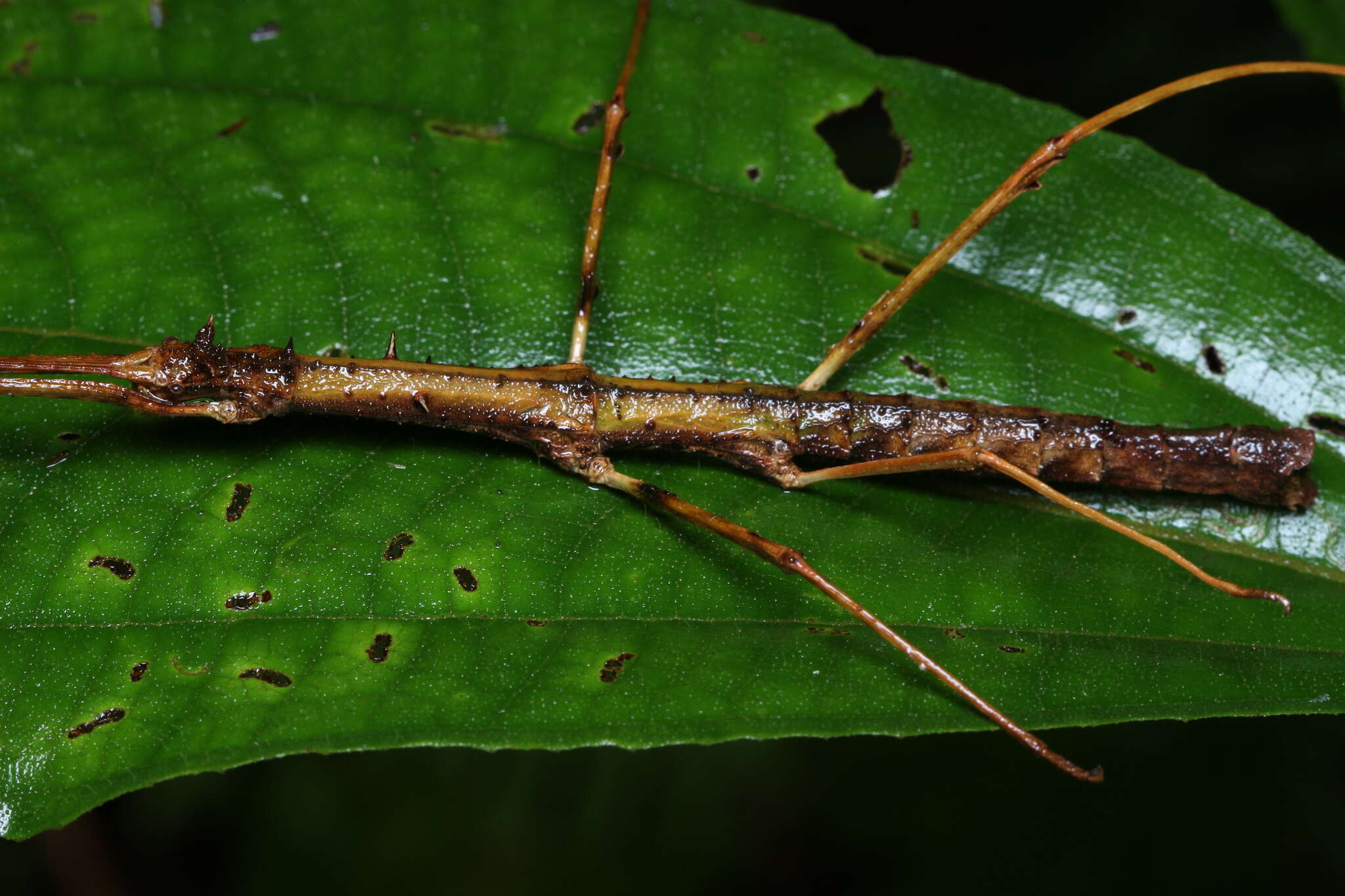 Image of Ceroys (Ceroys) spinosus Zompro 2004