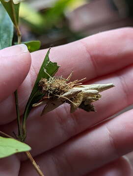 Image of Metura aristocosma (Lower 1908) Beaver 2020