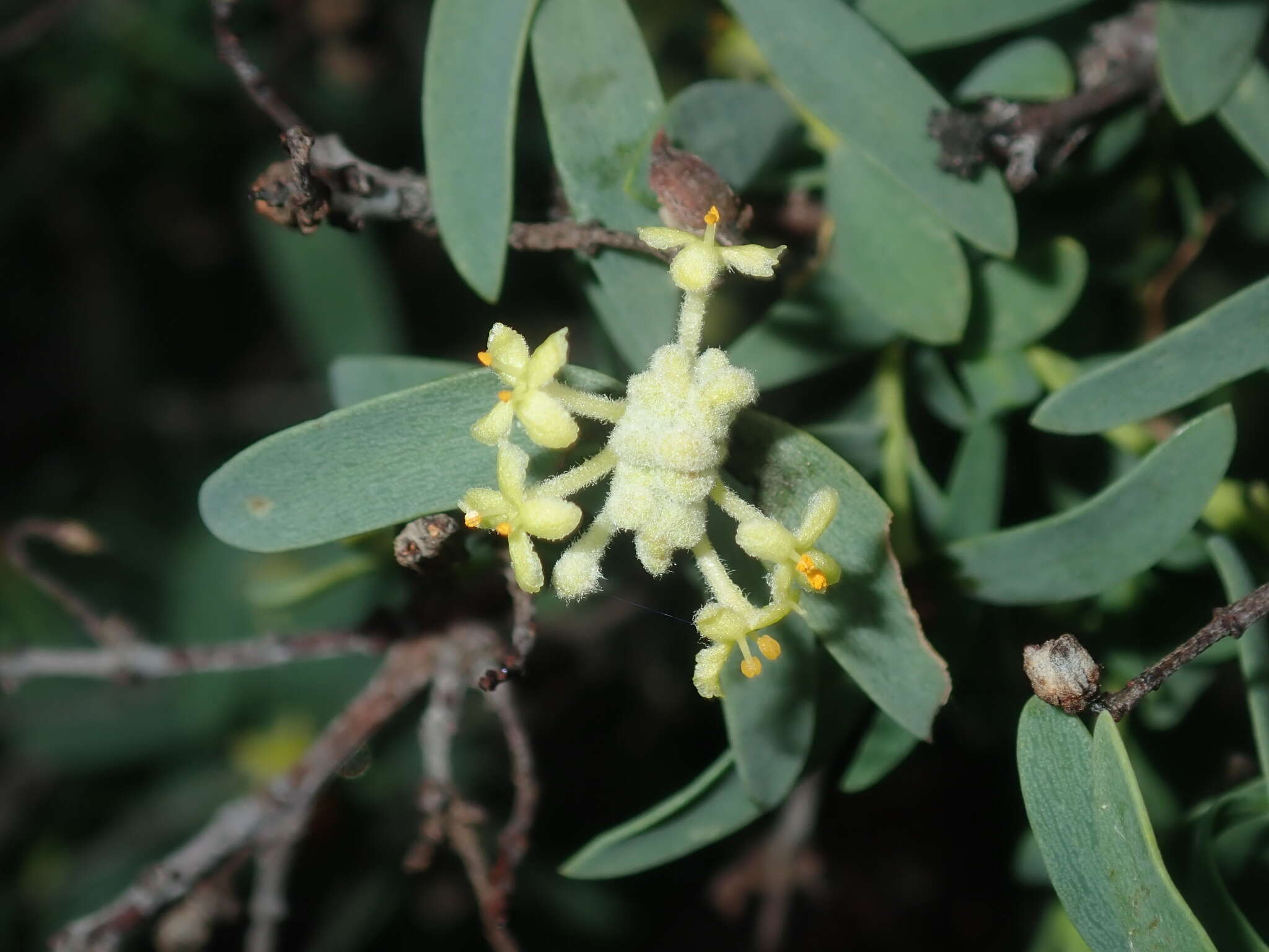 Image of Pimelea microcephala R. Br.