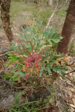 Image of Fuchsia grevillea