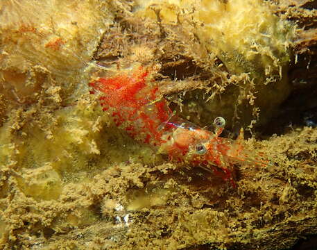 Image of threespine coastal shrimp