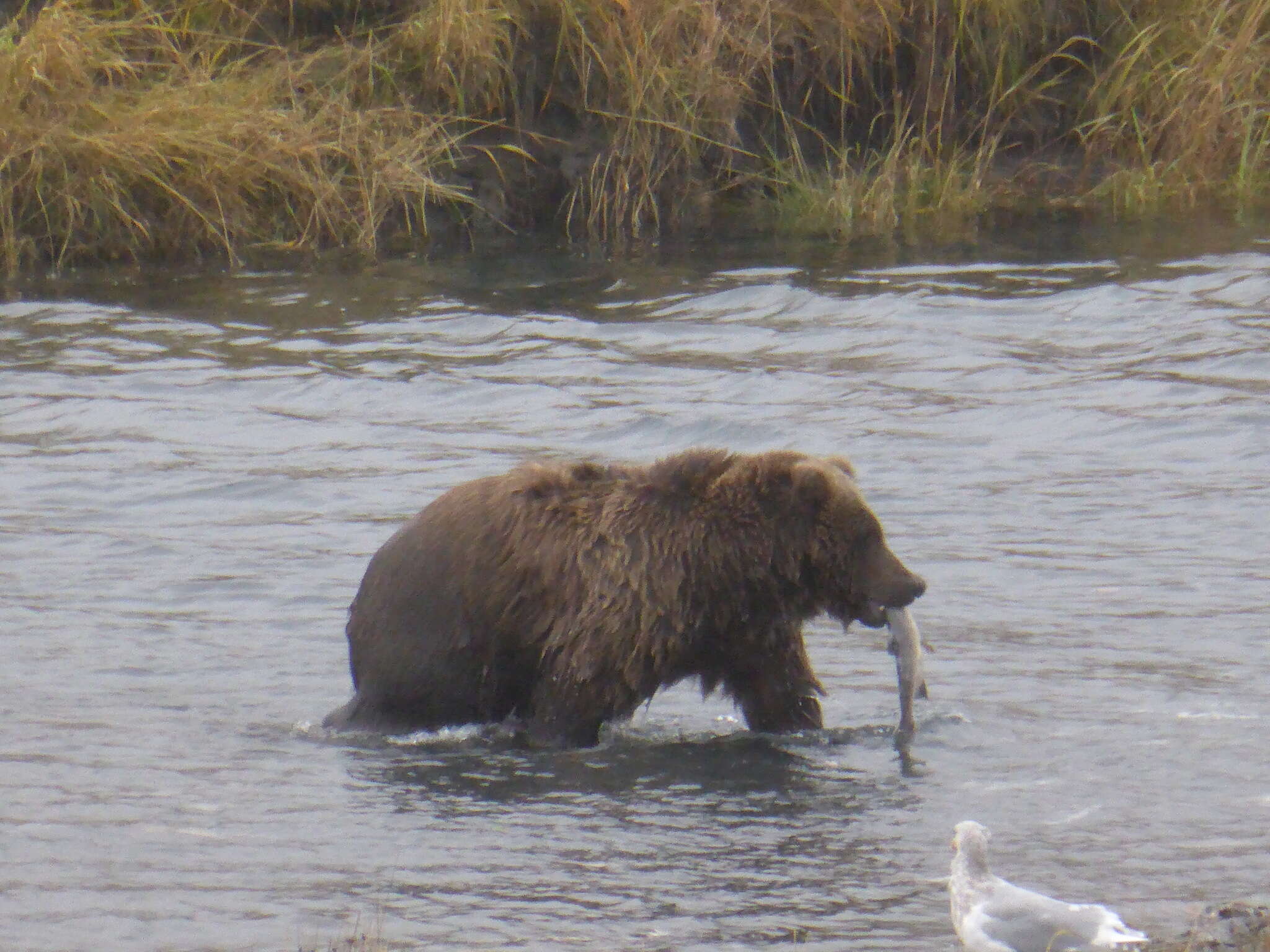 Image of Ursus arctos middendorffi Merriam 1896