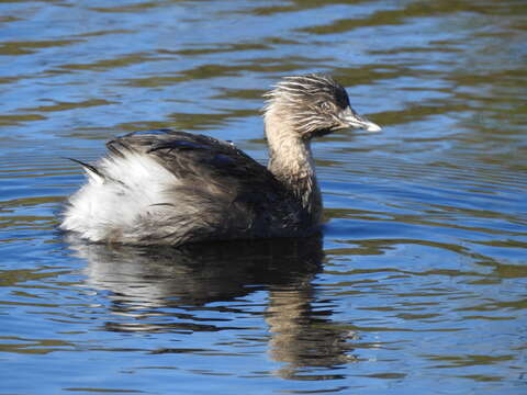 Image of Hoary-headed Grebe