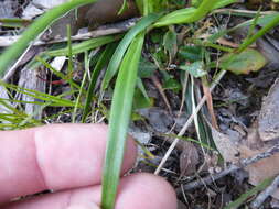 Image of Stylidium armeria (Labill.) Labill.