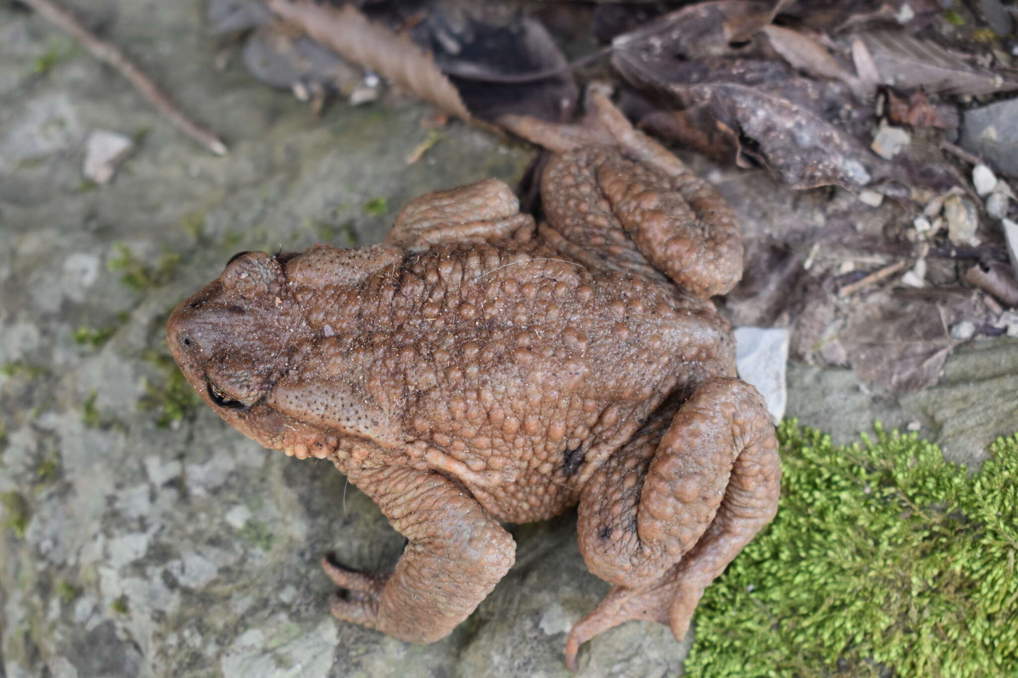 Bufo verrucosissimus (Pallas 1814) resmi