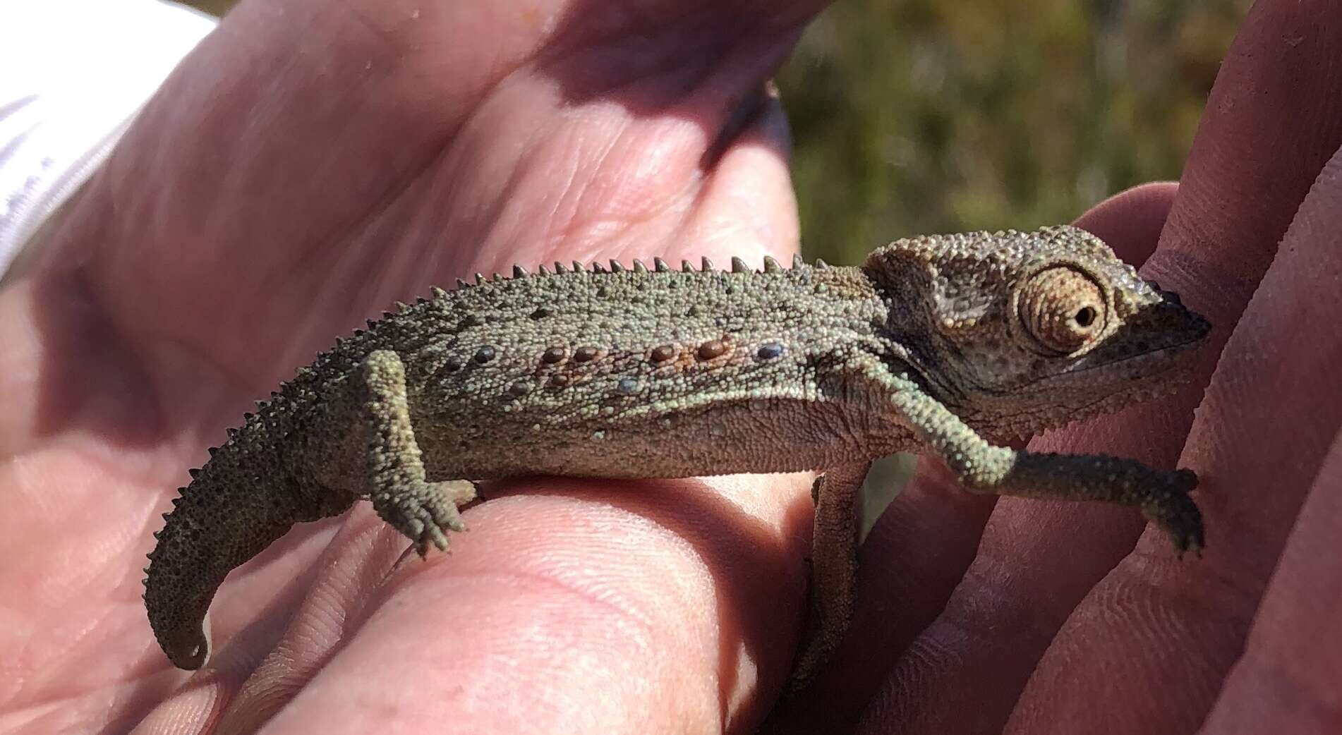 Image of Robertson Dwarf Chameleon