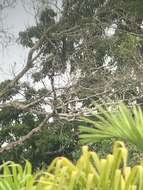 Image of Long-haired Spider Monkey