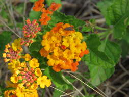 Image of West Indian Shrub-Verbena