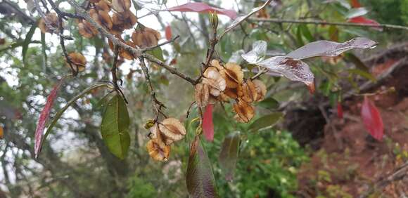 Image of Combretum kraussii Hochst.