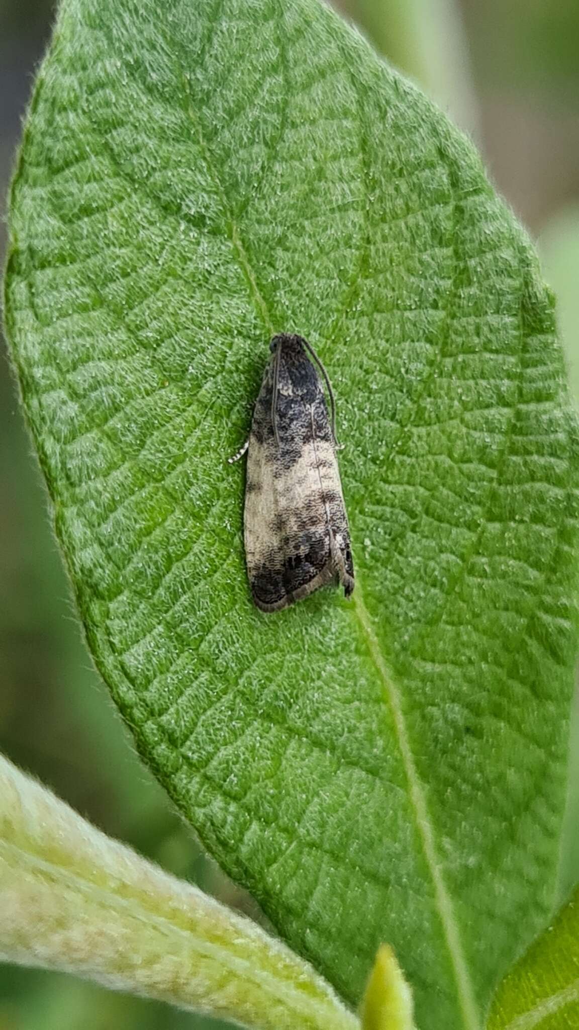 Image of Sallow-shoot Piercer