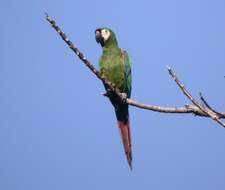 Image of Chestnut-fronted Macaw