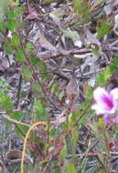 Imagem de Pelargonium betulinum (L.) L'Her.