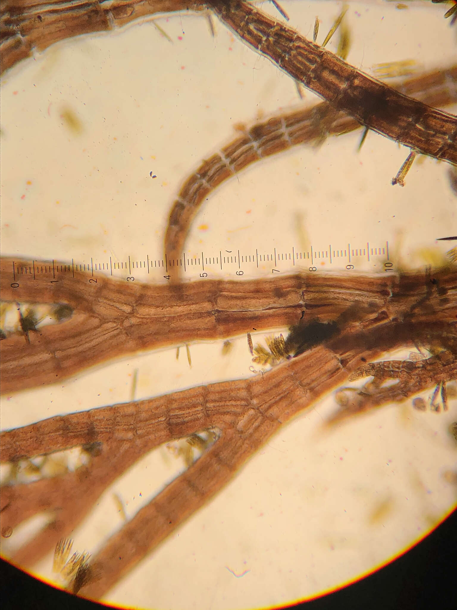 Plancia ëd Vertebrata hendryi (N. L. Gardner) A. M. Savoie & G. W. Saunders 2019