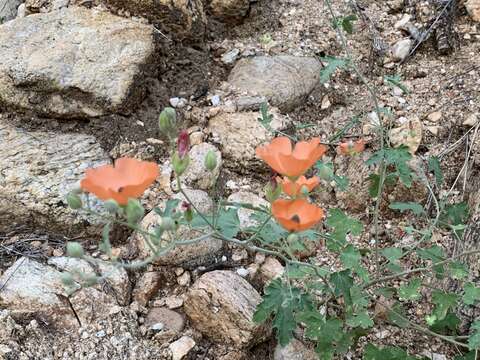 Image of caliche globemallow