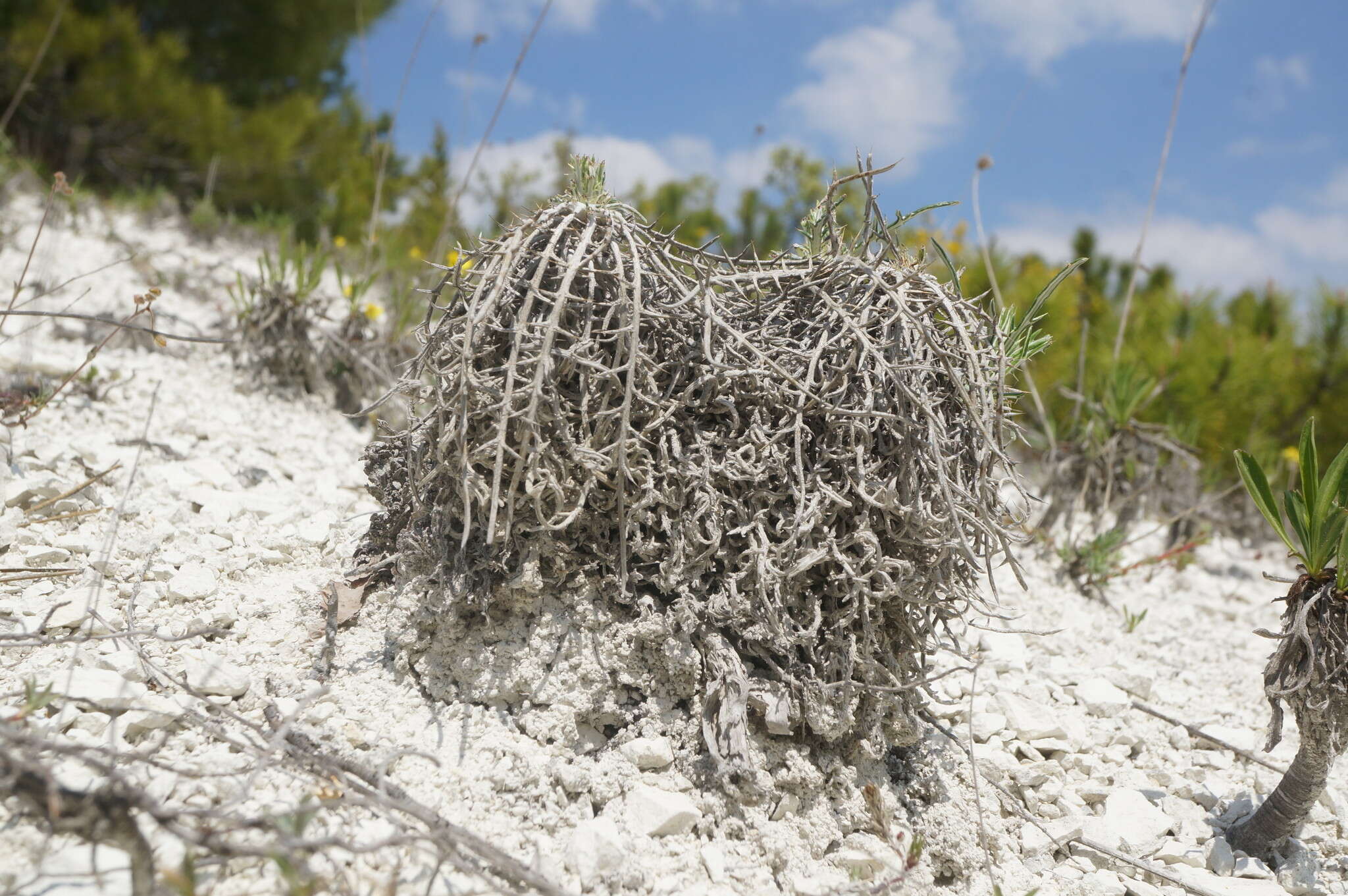 Image de Ptilostemon echinocephalus (Willd.) Greuter