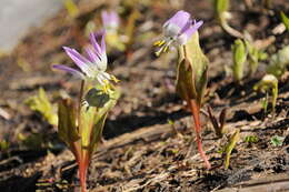 Imagem de Erythronium sibiricum (Fisch. & C. A. Mey.) Krylov